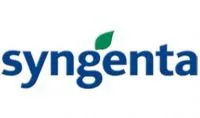 НК Роки семена Syngenta