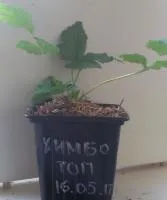 Саженцы ремонтантной малины Химбо Топ