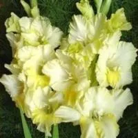 Луковицы гладиолусов Золотой улей