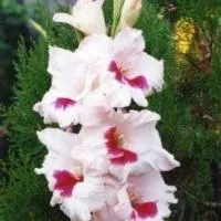 Луковицы гладиолусов Зимний костер