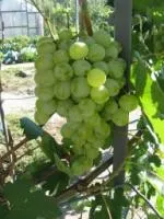 Саженцы винограда Талисман