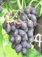 Саженцы винограда Ришелье