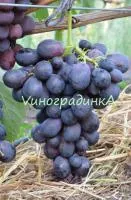 Саженцы винограда Калиста