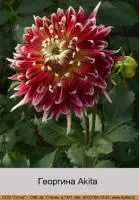 Георгины Akita