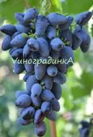 Саженцы винограда Викинг