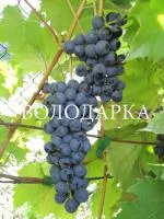 Саженцы винограда Данко