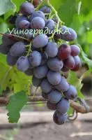 Саженцы винограда Низина
