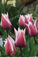 Цибулини тюльпанів Claudia