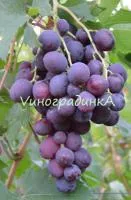 Саженцы винограда Нина