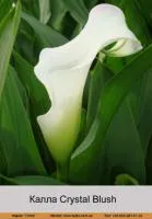 Луковицы Каллы Crystal Blush