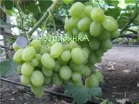 Саженцы винограда Первозванный