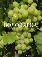 Саженцы винограда Лора