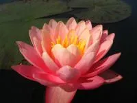 Водяная лилия Perrys Orange Sunset