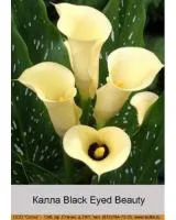 Луковицы Каллы Black Eyed Beauty