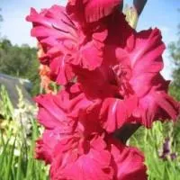 Луковицы гладиолусов Малиновый перезвон