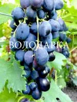 Саженцы винограда Черная пантера