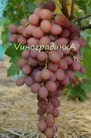 Саженцы винограда Ливия