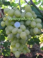 Саженцы винограда Супер-экстра
