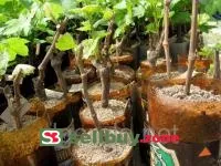 Черенки винограда Анюта розовый средне-ранний
