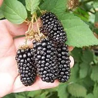 Саженцы ежевики Карака Блек ранняя