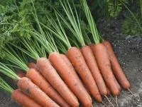 Морковь АУРАНТИНА F1 1,6-1,8 (100 000 семян) Takii Seeds