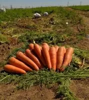 Морковь ПРОМИНАНС F1 1,4-1,6 (100 000 семян) Takii Seeds