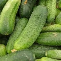 Огурец ШАКТИ F1 (2500 семян) (PR) Rijk Zwaan