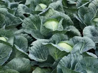 Капуста белокочанная СТРУКТА F1 (2500 семян) Takii Seeds