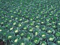 Капуста белокочанная ГРИН РИЧ F1 (2500 семян) Takii Seeds
