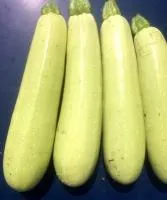 Кабачок СВ 8575 ЯЛ F1 (1000 семян) Seminis