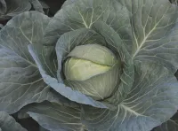 Капуста белокочанная ЧИРС F1 (2500 семян) Takii Seeds