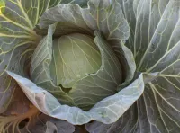 Капуста белокочанная ГРИН ЛУНАР F1 (2500 семян) Takii Seeds