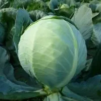 Капуста белокочанная KS 60 F1 (2500 cемян) Kitano Seeds