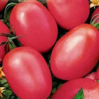 Томат НОВИЧОК РОЗОВЫЙ (500 грамм) Поиск
